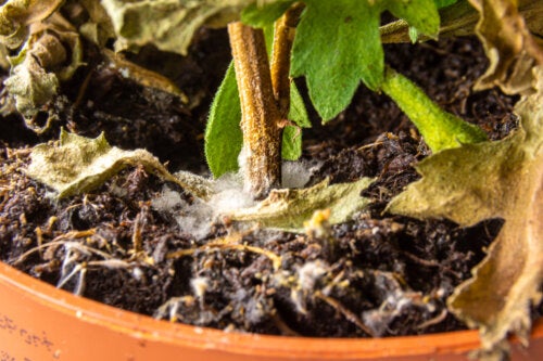 Como se livrar do mofo branco no solo das plantas