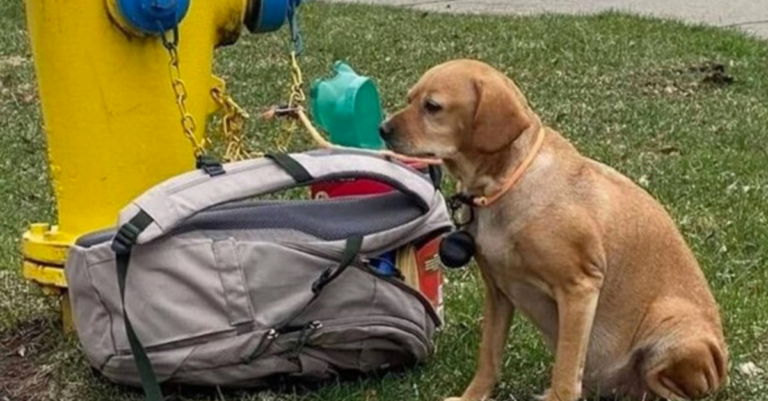 Tutora abandona cadela diabética com mochila de brinquedos por não ter condições de cuidar dela