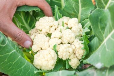 7 chaves para cultivar couve-flor