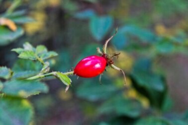 Como cultivar rosa mosqueta em casa