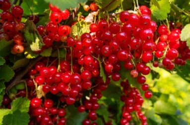 7 frutas ricas em ferro para incluir na sua dieta