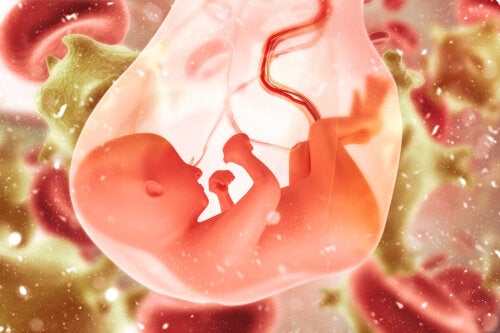 Placentofagia: é seguro comer a placenta da gravidez?