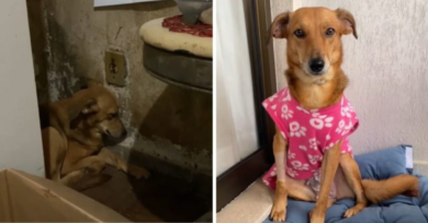 A cachorrinha Makenna supera traumas e ganha nova casa