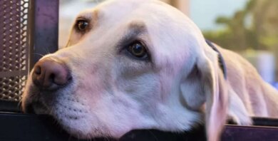 Os cães podem prever como está o seu estado de espírito, diz a ciência