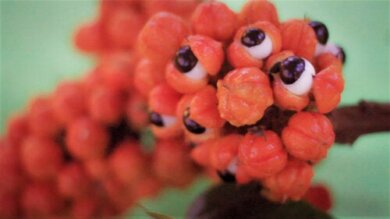 Guaraná: usos, propriedades e contraindicações