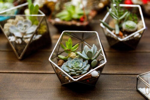 5 dicas para decorar sua casa com mini plantas
