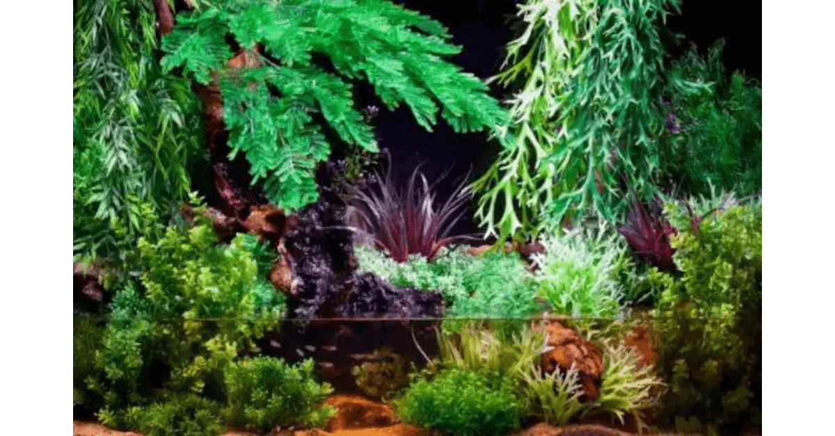 Como criar um jardim aquático em casa