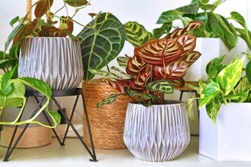 7 plantas tropicais para decorar o interior da sua casa