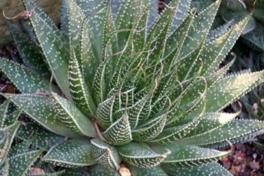 Aloe Pratensis: características e cuidados