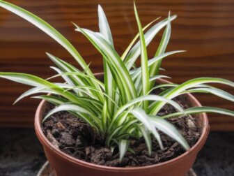 Clorofito: uma planta para purificar o ar da casa