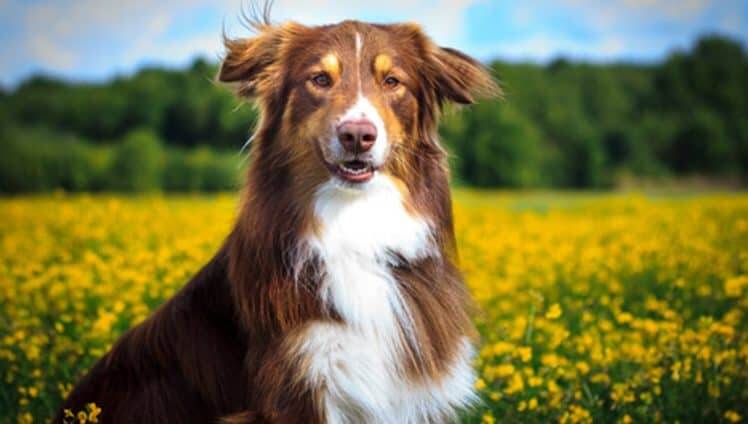 A morte de um animal de estimação dói igual a de um familiar