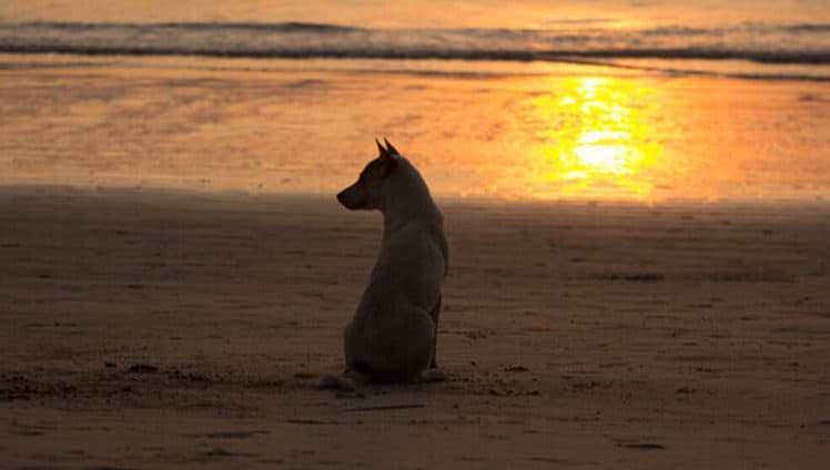 A morte de um animal de estimação dói igual a de um familiar
