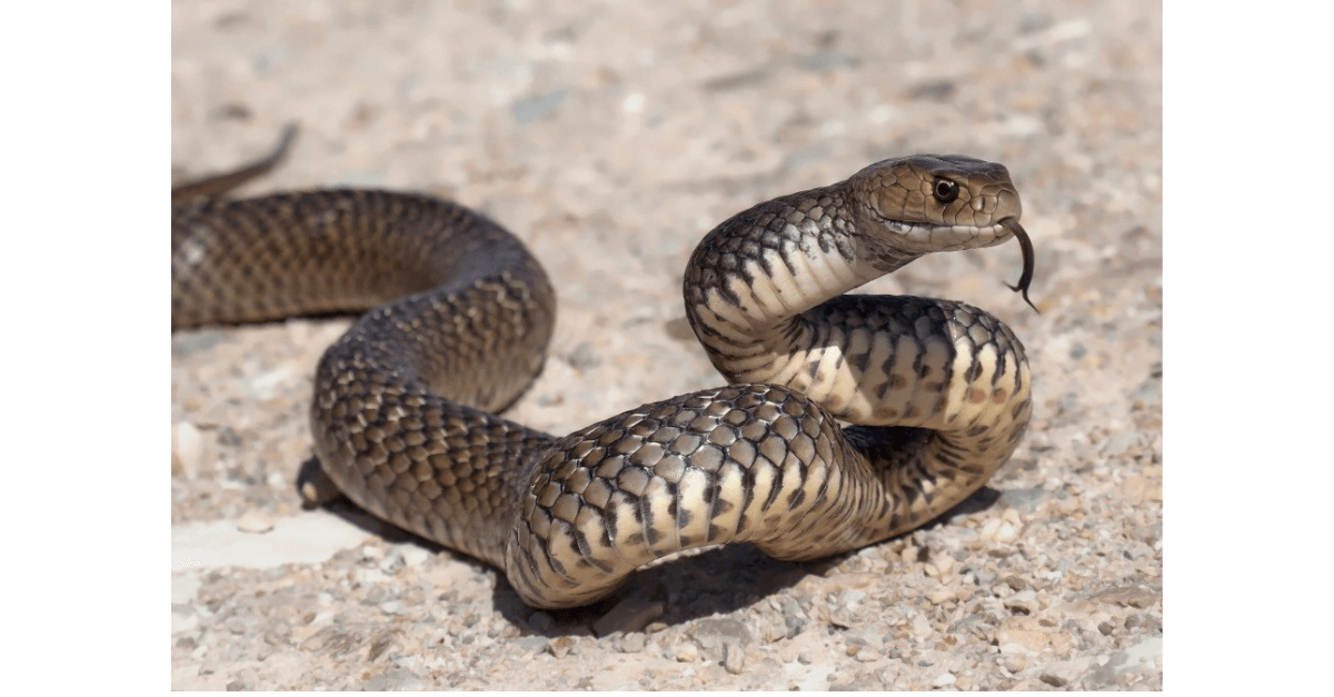 Menina de 2 anos mata cobra a mordidas após ser picada pelo animal