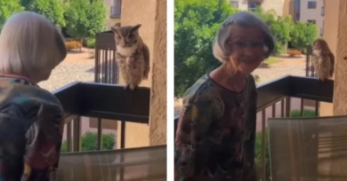 Coruja visita vovó de 98 anos todos os dias desde o falecimento do marido