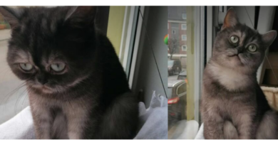 Gatinha considerada “feia” para ser adotada consegue novo lar!