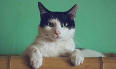 Gato urinando em todo lugar: como lidar