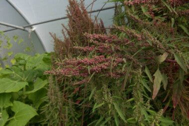 O que são huauzontles e quais são seus benefícios?