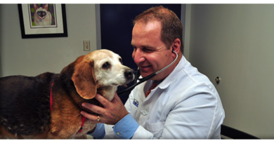 Com que frequência devo levar meu pet ao veterinário?