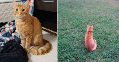 Gatinho percorreu 60 km para reencontrar a família