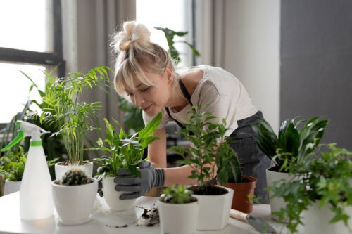 Quelato de ferro: como pode beneficiar suas plantas?