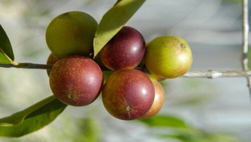 Camu camu: o que é, benefícios e como consumir