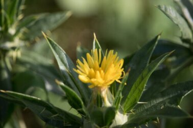 Cardo-santo: propriedades e recomendações de uso