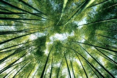 A filosofia da natureza e sua importância para o mundo moderno