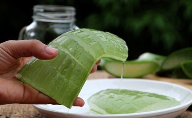 Descubra os benefícios e saiba como usar babosa no rosto