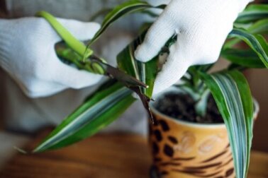 Dracena, a planta da felicidade: características e cuidados