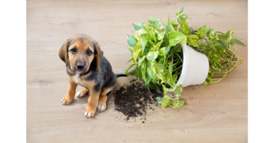 Plantas tóxicas para pets: conheça as plantas proibidas para cachorros e gatos