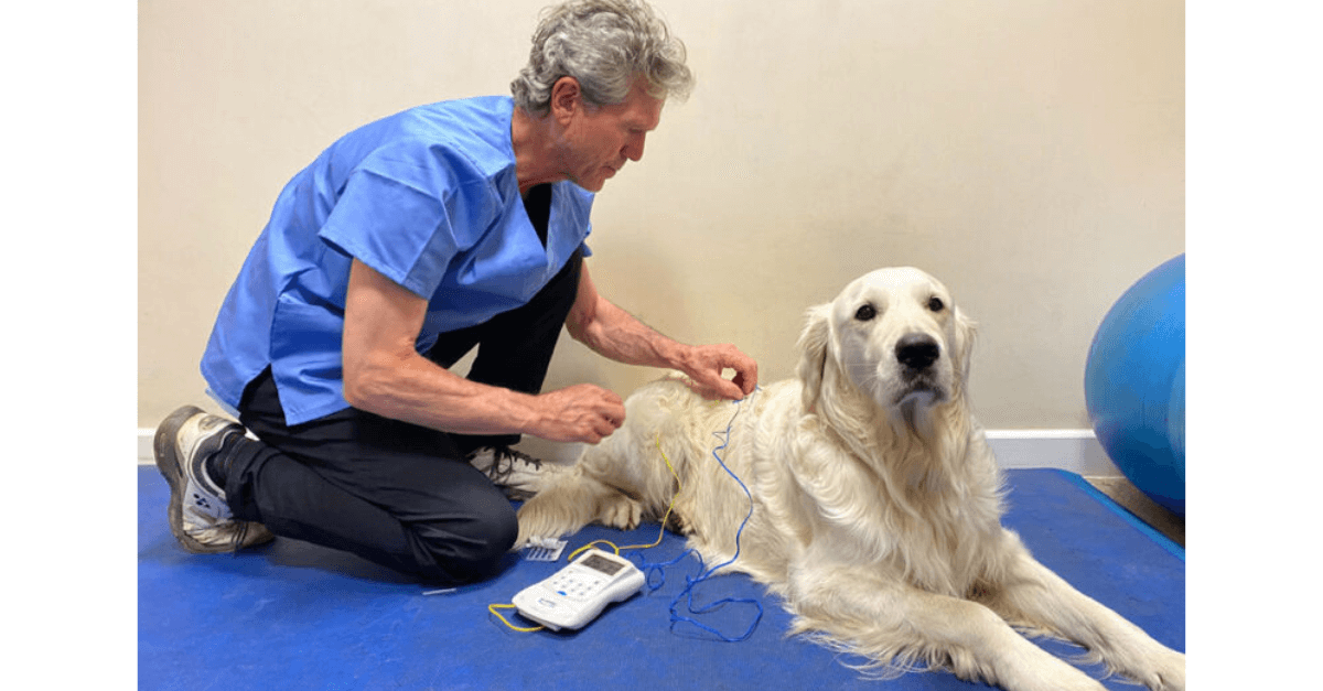 Descubra como a acupuntura ajuda a tratar doenças e traumas em pets
