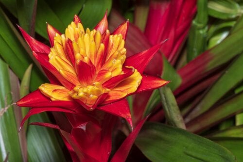 Como cultivar bromélias: cuidados e recomendações