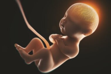 Beber álcool durante a gravidez pode mudar a forma do cérebro dos bebês, segundo estudo