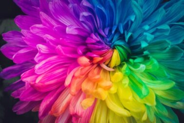Como mudar a cor das flores? Experimente este método em casa