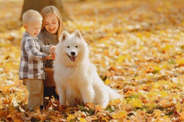 Dermatite em crianças: convivência com cachorros diminuem os riscos