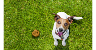 Coprofagia: Por que o cachorro come as próprias fezes?