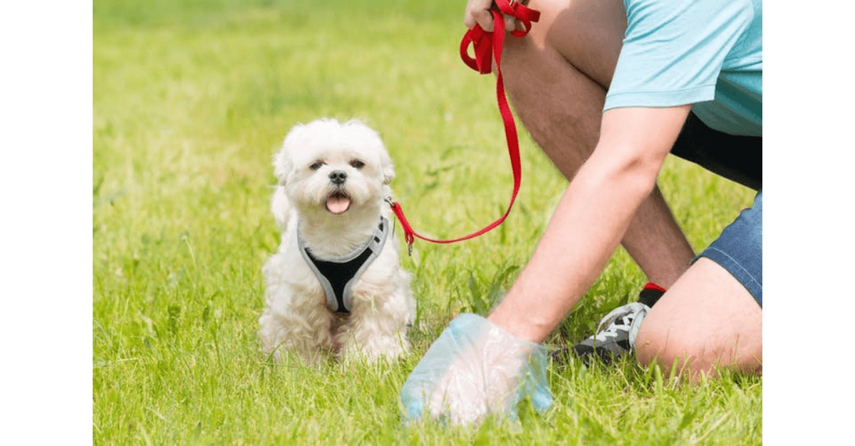 Coprofagia: Por que o cachorro come as próprias fezes?