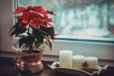 Como incluir plantas na decoração de Natal?