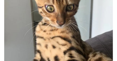 Bombeiros confundem gata avaliada em R$ 7 mil com filhote de onça e soltam o animal na mata