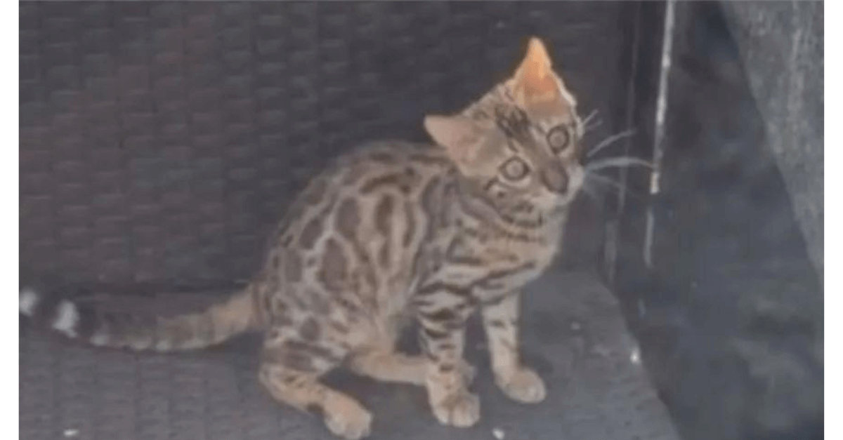 Bombeiros confundem gata avaliada em R$ 7 mil com filhote de onça e soltam o animal na mata