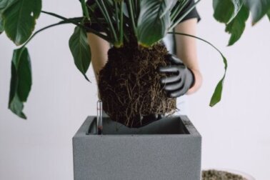 Vaso inteligente: veja como funciona e os benefícios para suas plantas