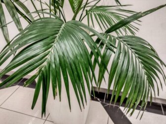 Palmeira Kentia: uma planta grande e elegante