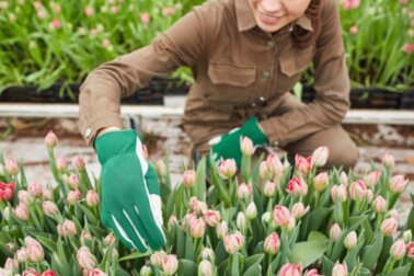 Como plantar e cuidar de tulipas