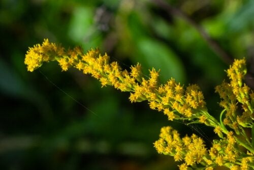 Solidago canadensis: aplicações medicinais e contraindicações