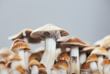 Psilocibina contra a depressão: quais são seus efeitos?