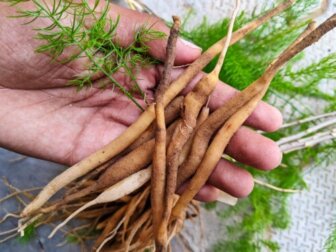 Shatavari: a planta ayurvédica para a saúde da mulher