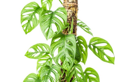 Como fazer um guia ou tutor de musgo para plantas trepadeiras