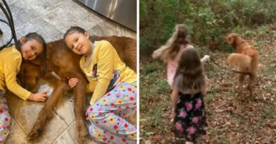 Cão da família protege irmãs que se perderam na floresta