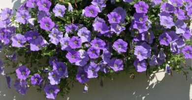 Conheça 8 plantas pendentes de sol pleno para cultivar em casa