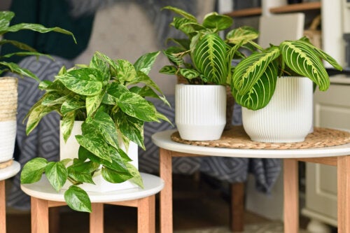 Hera-do-diabo, a planta de interior por excelência: guia de cuidados fáceis